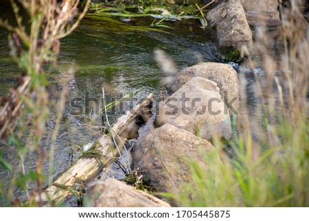 River with stones and sea plants, through fuzzy plants on the shore