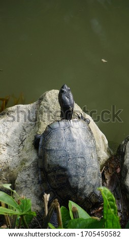 a turtle in the Hutoushan Hutou Mountain Park, Guishan, Taoyuan City, Taiwan, January