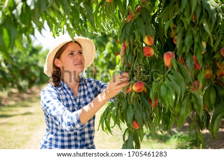 Woman farmer picking harvest of peaches from tree  in garden

 Royalty-Free Stock Photo #1705461283