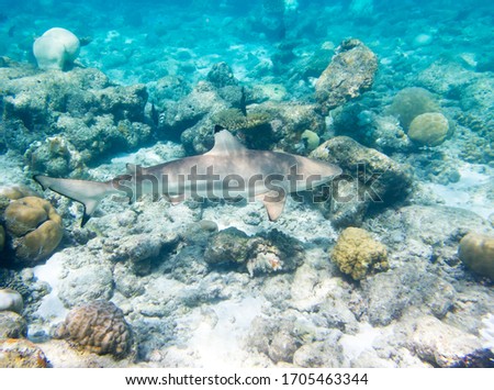 The blacktip reef shark is a species of shark that belongs to the Carcharhinus genus and the Carcharhinidae family.