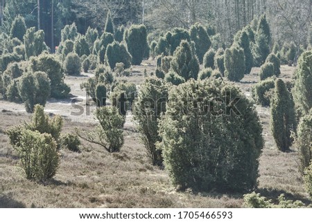 Juniper bushes and juniper trees, scientifically Juniperus communis, in hazy light in the heath in the north of Germany Royalty-Free Stock Photo #1705466593