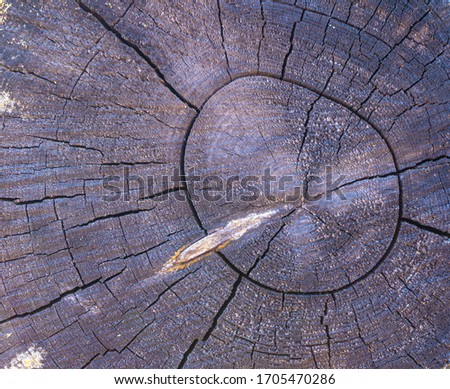 Tree trunk. Wood texture. Scandinavian nature.