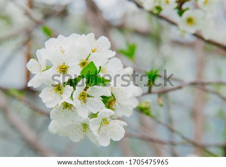 Beautiful spring white cherry flower