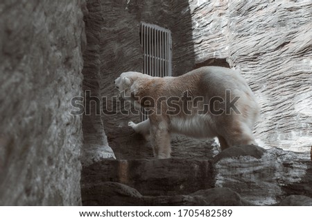 white bear walking on stone in a zoo 