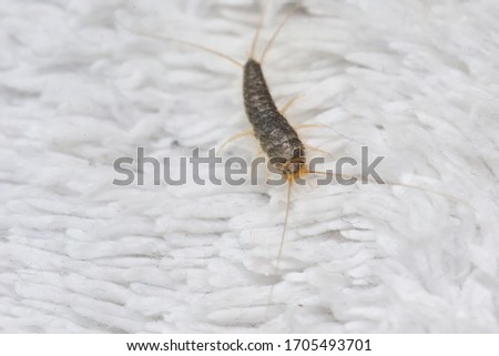 Silverfish most likely Ctenolepisma longicaudata or Lepisma saccharina an insect from the Lepismatidae family with long Terminalfilum and Cerci on a white floor mat