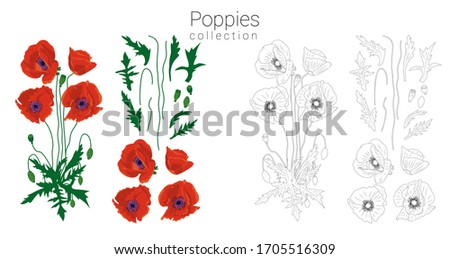 Hand drawn red and monochrome poppies clipart. Floral design element. Isolated on white background. Vector illustration.