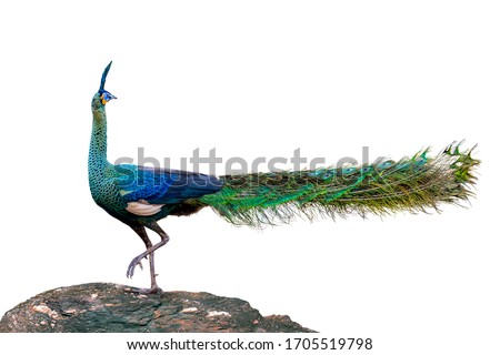 Peacock looking back On a rock on a white background