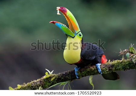Closeup of a Keel-billed toucan (Ramphastos sulfuratus) closeup with open beak eating banana perched on a mossy branch in the rainforests of Costa Rica