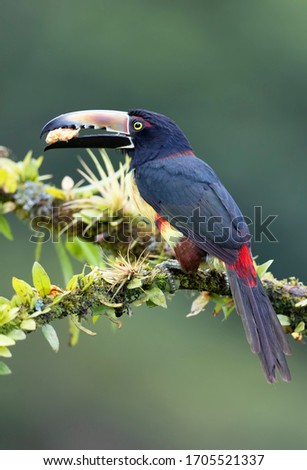 Closeup of a Collared Aracari Toucan (Pteroglossus torquatus) perched on a leafy branch in the tropical rainforests of Costa Rica