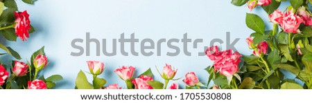 Spray roses frame with free space for text on light blue background desktop. Banner. Copy space. Mother's Day Easter St. Valentine's Day Birthday Concept. Greetings. Mock up. 