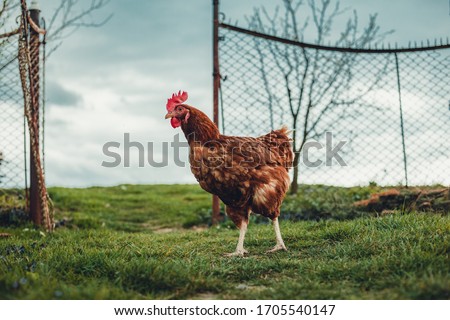 Free range breeding - Portrait of illuminated hen (new hampshire hen) standing in front of the fence on green grass with cloudy dark blue sky on background. Royalty-Free Stock Photo #1705540147