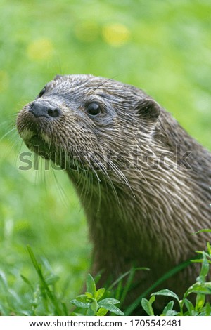 Eurasian Otter (Lutra lutra) Portrait at waters edge,looking.