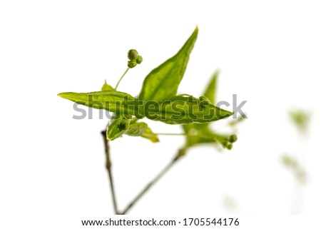 Leaves and buds isolated on white background. Growing buds. Springtime. Macro shot.