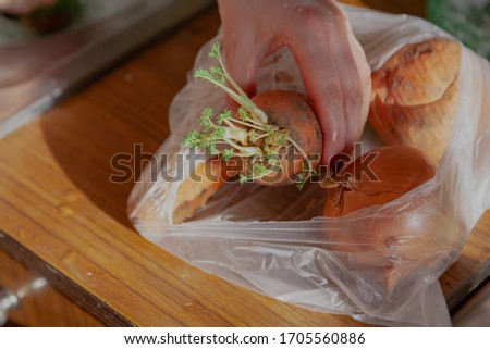 We finish the vegetables from last year's crop. A hand takes out a sprouted carrot from a plastic bag. the onion lies nearby
