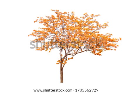 Autumn flower tree isolated on white background. Royalty-Free Stock Photo #1705562929