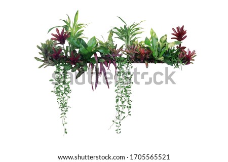 Tropical plants bush decor (hanging Dischidia, Bromeliad, Dracaena, Begonia, Bird’s nest fern) indoor garden houseplant nature backdrop, vertical garden wall planter isolated on white, clipping path. Royalty-Free Stock Photo #1705565521