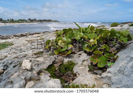 Caribbean coast of Mexico. Tulum, Quintana Roo, Mexico.