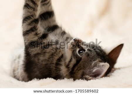 Cute gray tabby kitten plays on a fluffy cream fur blanket