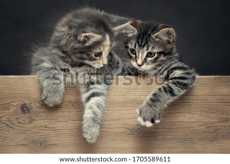 Two cute gray striped kittens rest their paws on a wooden board