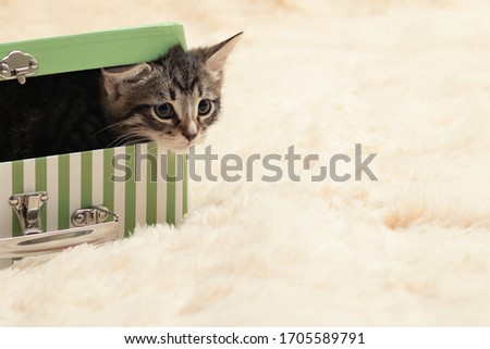 Cute tabby kitten peeking out of a gift box in the form of a small suitcase, copy space