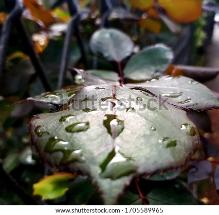 A close-up photo of the raindrops on the beautiful red green rose leaf during day time with more colorful leaves and branches visible in the background.