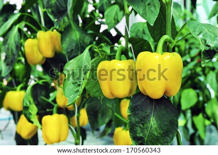 Sweet pepper in greenhouse. Royalty-Free Stock Photo #170560343