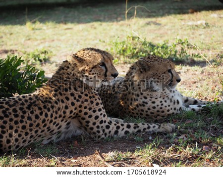 
couple of cheetahs resting in the shade