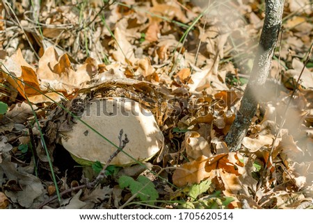 mushrooms in the autumn on a forest glade
