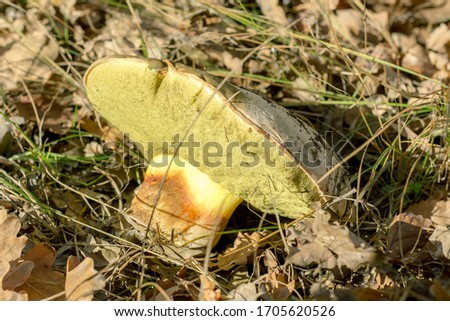 mushrooms in the autumn on a forest glade