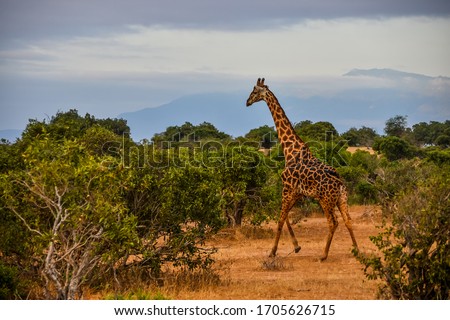 Kenya, Safari, giraffa in the middle of savanna