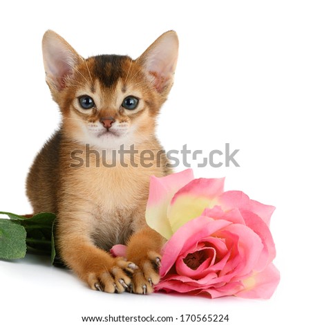 Valentine theme kitten with pink rose isolated on white background