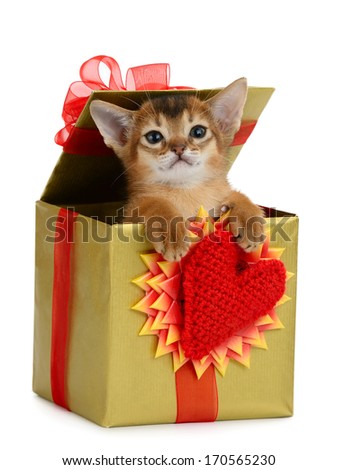 Valentine theme kitten in a present box with red heart isolated on white background