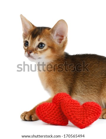Valentine theme kitten with red heart isolated on white background