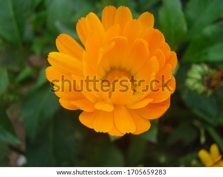 The blooming of calendula, the beauty of nature