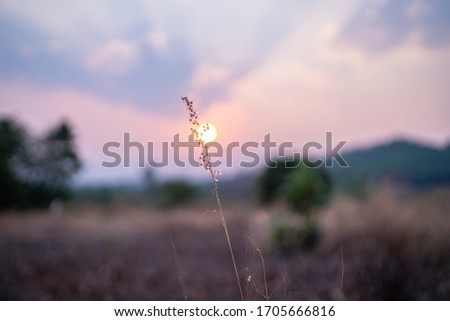 beautiful abstract grass field with reflection rays of the sun. grass flowers in the evening at sunset with golden sunshine,Low light photos.
