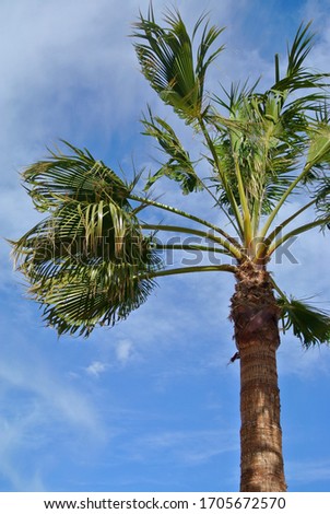 close-up picture of a palm tree