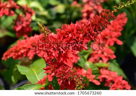 Warszewiczia coccinea.The large green leaf shrub clearly shows the deep groove lines. Small, long bouquet of red flowers Arranged in both single layer and stacked petals. Blooming in bright red in the
