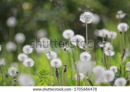 Fruiting white fluffy dandelion plants (Taraxum officinale) from sunflower family (Asteraceae or Compositae) on a greenish-brown blurry field-meadow background  Royalty-Free Stock Photo #1705686478