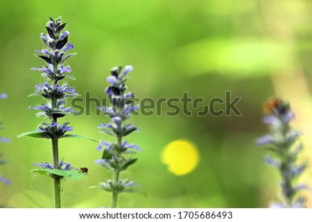 Three blossoming blue bugle (Ajuga reptans) plants with blue flowers from mint family (Lamiaceae or Labiatae) on a greenish-brown blurry forest background with a yellow circle shaped sunbeam 