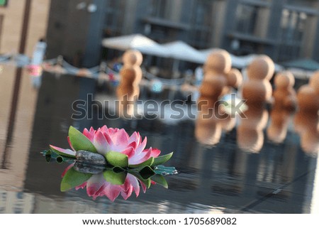 Lotus flowers on water in Dubai 