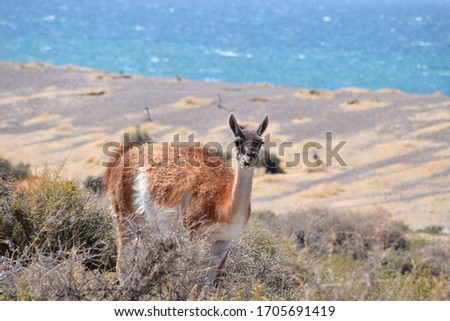 Guanaco eating grass in Argentine Patagonia with the sea in the background