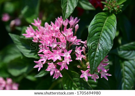 A small shrub, spreading wide bushes, dark green leaves, clustered flowers at the top of the tube, long, separated into 5 petals,  pink​, white, trimmed in full bloom.