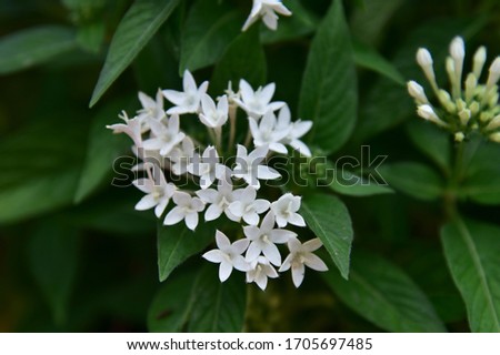 A small shrub, spreading wide bushes, dark green leaves, clustered flowers at the top of the tube, long, separated into 5 petals,  white, trimmed in full bloom.