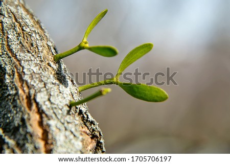 mistletoe (Viscum album) sprouted on a tree. selective focus