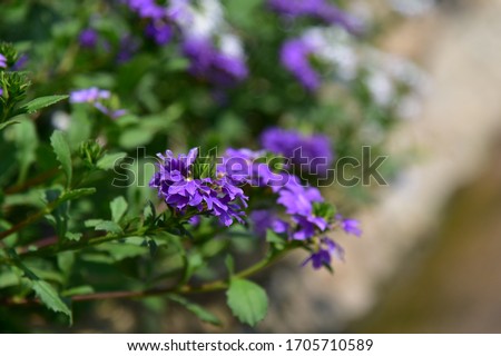 Herbaceous plant, a single shrub, round, serrated edge, sawtooth, green, lilac flowers, with 5 petals connected at the end, separated into 5 lobes. Flowers arranged on one side are in full bloom.