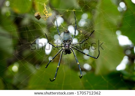 photo of spider on a blurry background.