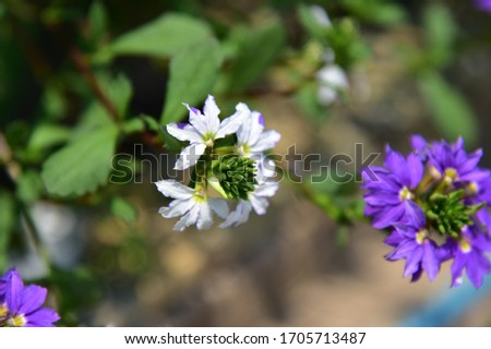 An herbaceous plant with a single, round, serrated edge, sawtooth, green, white flowers, with 5 petals connected together, the ends separated into 5 lobes. The petals are arranged on one side,