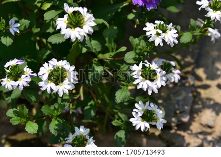 An herbaceous plant with a single, round, serrated edge, sawtooth, green, white flowers, with 5 petals connected together, the ends separated into 5 lobes. The petals are arranged on one side, 