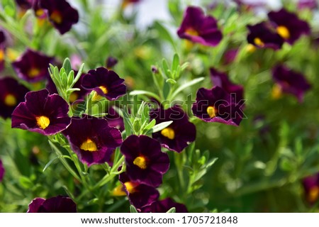 Single green, long pointed flowers, dark red flowers with yellow flowers in the middle, splitting leaves and beautiful blooming flowers.