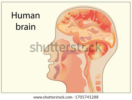 Scheme of human brain on light background
